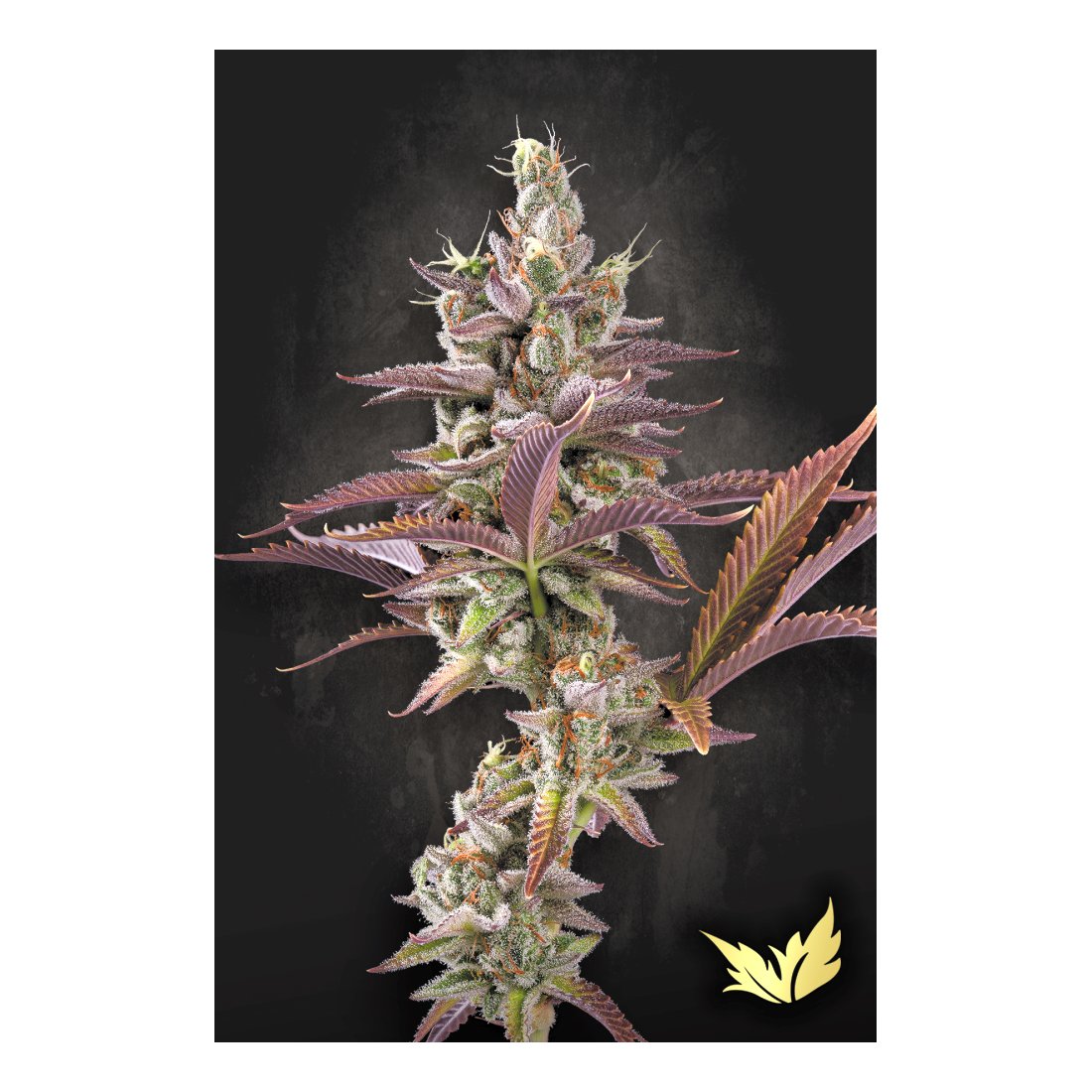 Apricot Candy - 3 Samen