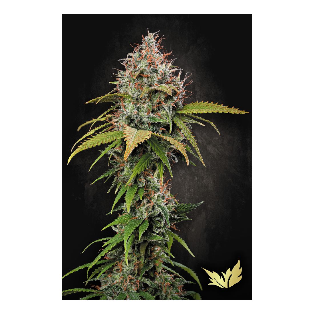 Atomical Haze - Paradise Seeds
