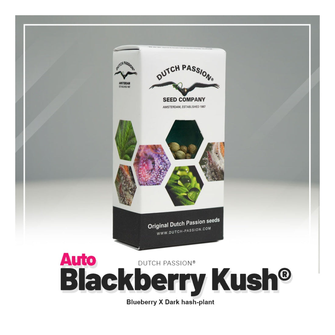 Auto Blackberry Kush® - Dutch Passion