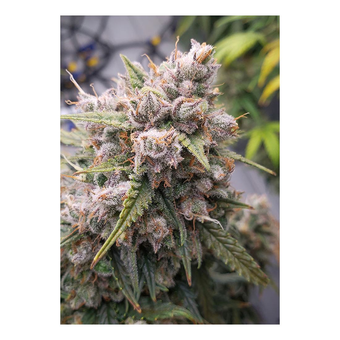 Auto Cinderella Jack