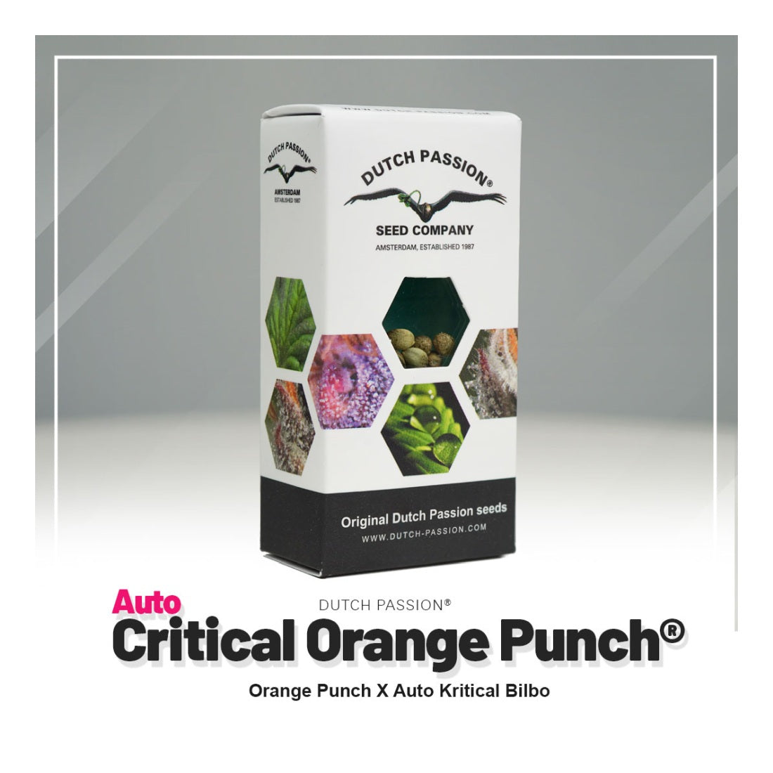 Auto Critical Orange Punch - Dutch Passion Hanfsamen