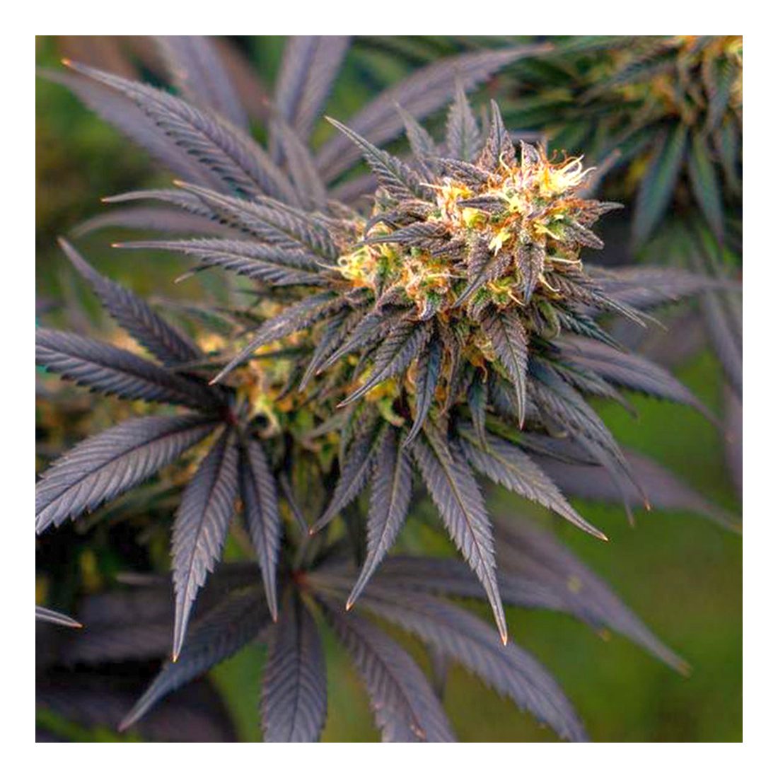 Black Lebanon - 3 Samen