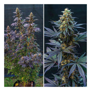 Black Lebanon - 3 Samen