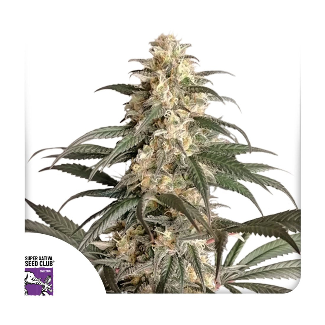 Black Lebanon - 3 Samen