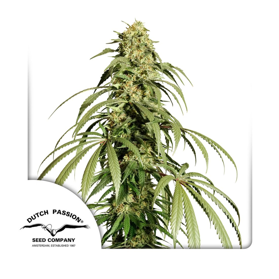 Ice Cream Haze - 3 Samen