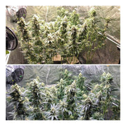 Lemon OG Kush