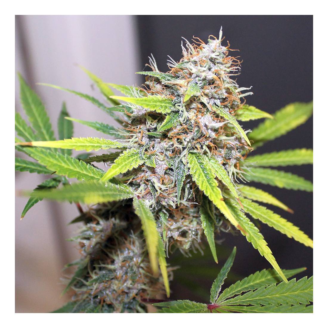 Pineapple Poison - 3 Samen