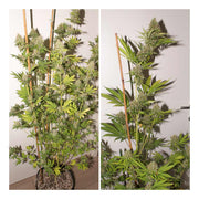 Pineapple Poison - 3 Samen