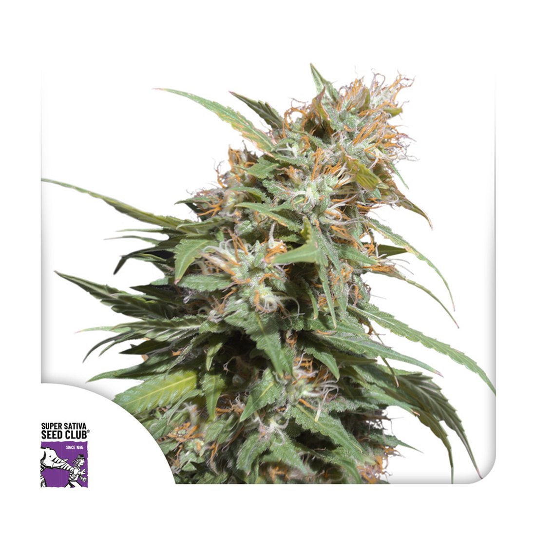 Pineapple Poison - 3 Samen