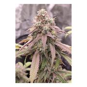 Skywalker Haze - Dutch Passion - 3 Seeds