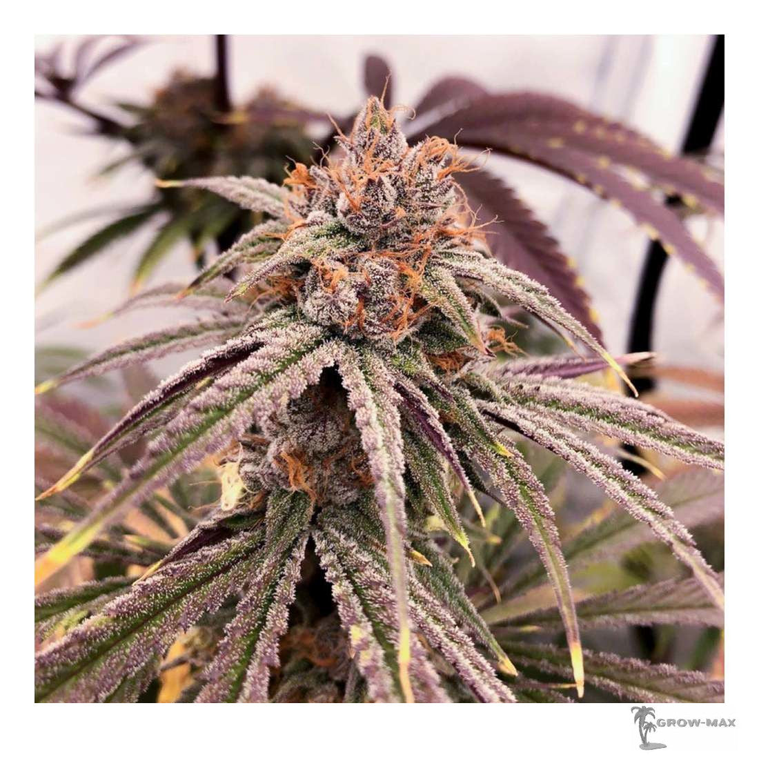 Blue Zushi - Cannabis Samen