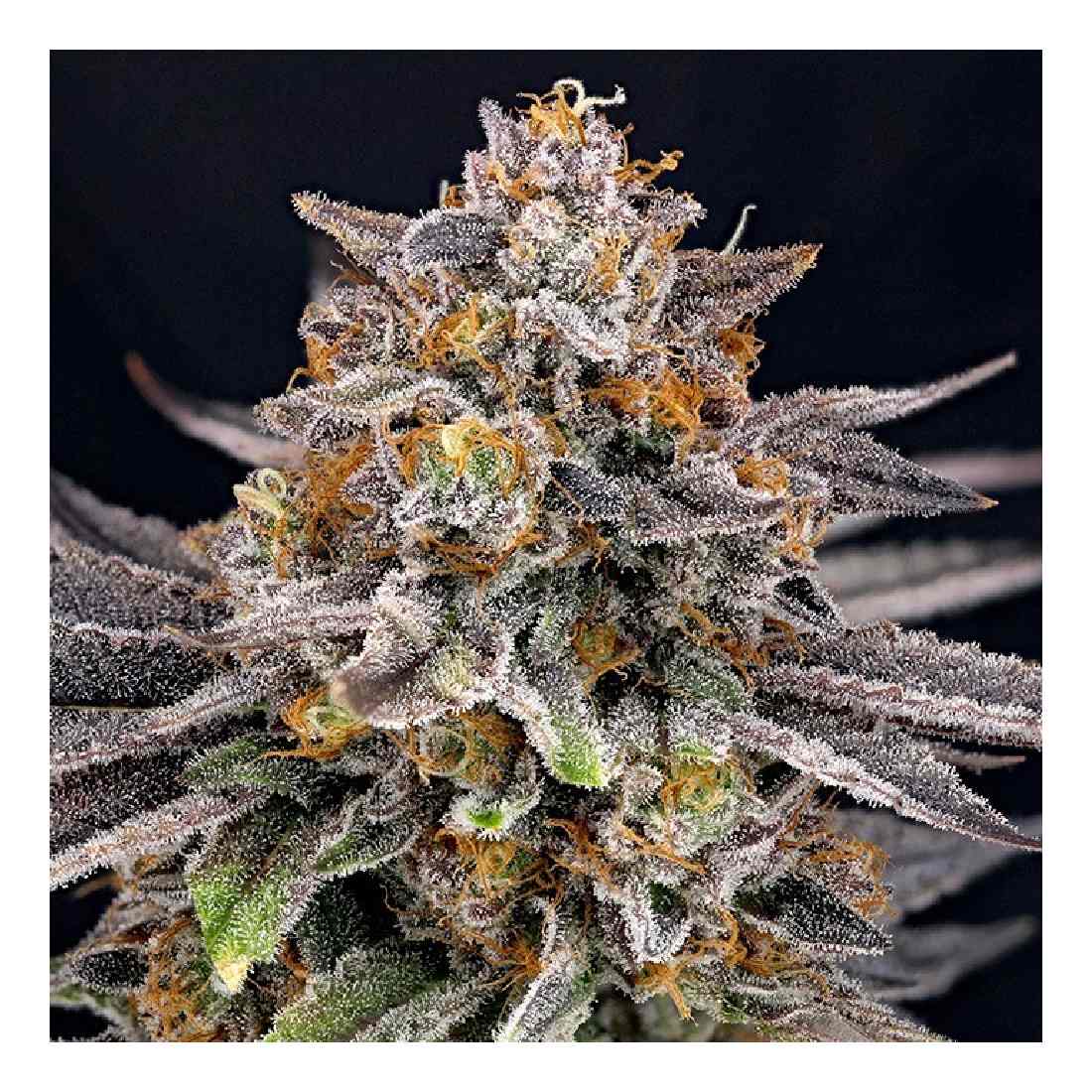 Candygaz - Ripper Seeds feminisierte Cannabissamen