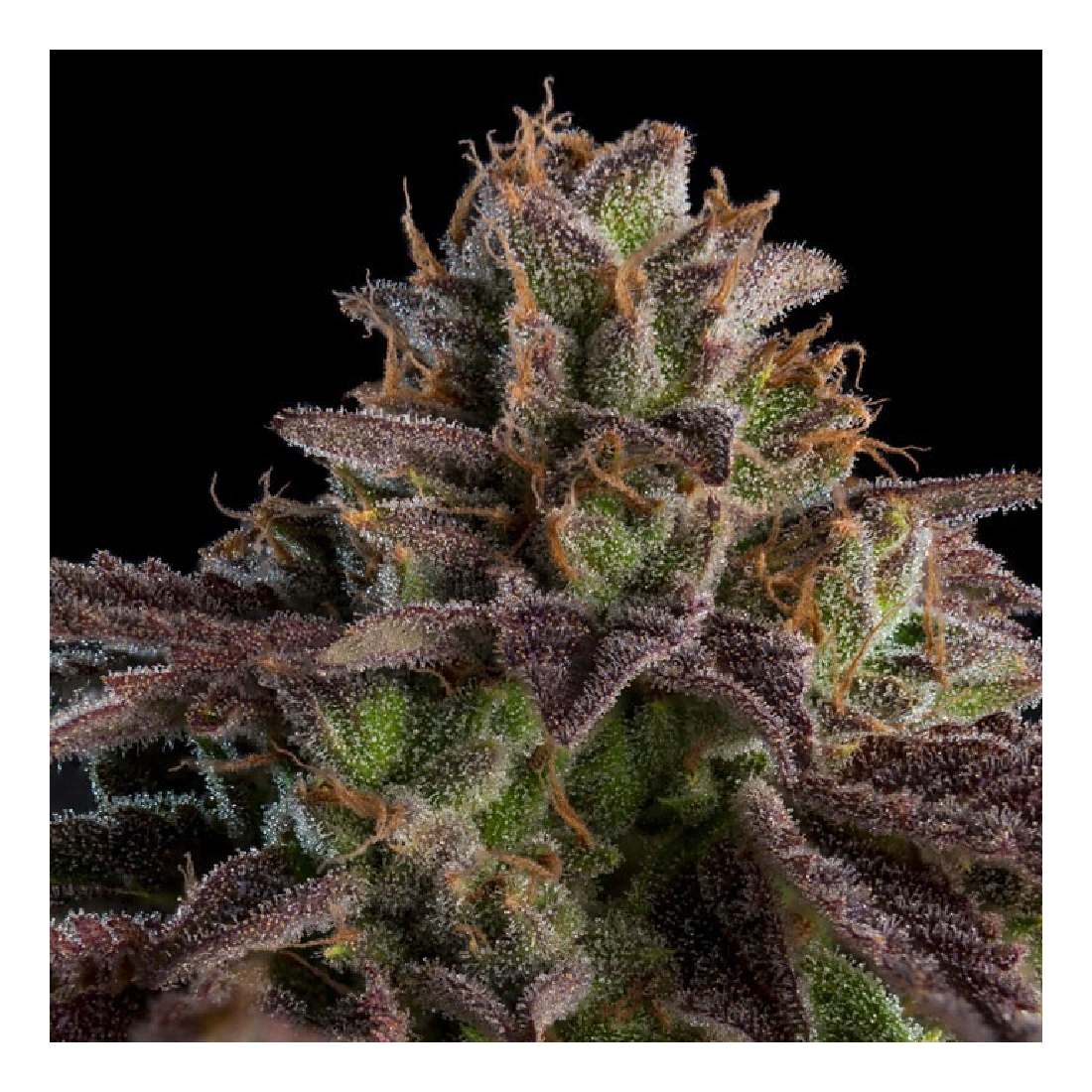 KMINTZ - Ripper Seeds feminisierte Cannabissamen