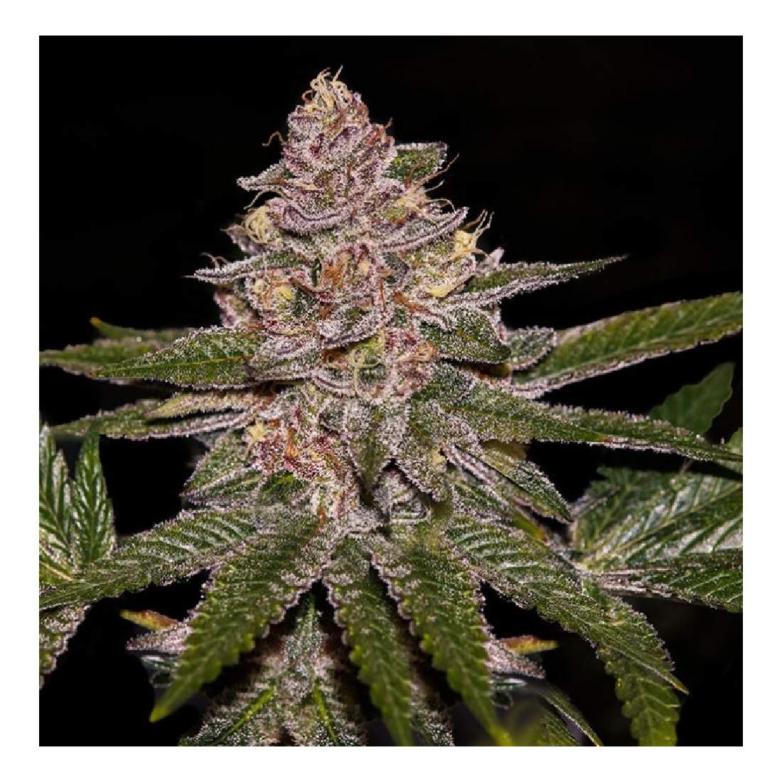 Radical Juice - Ripper Seeds feminisierte Hanfsamen