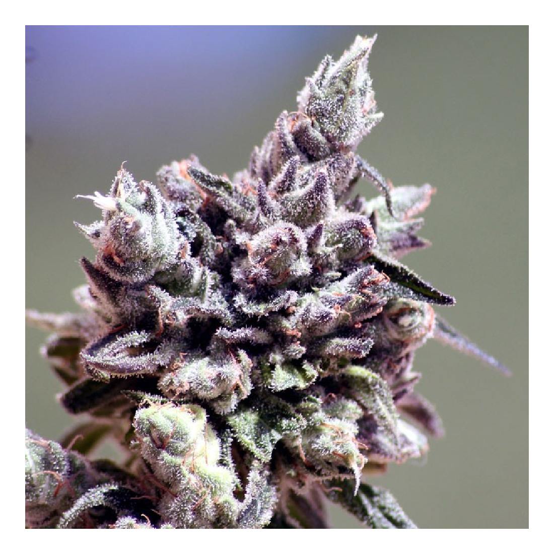 Washing Machine - Ripper Seeds feminisierte Cannabissamen