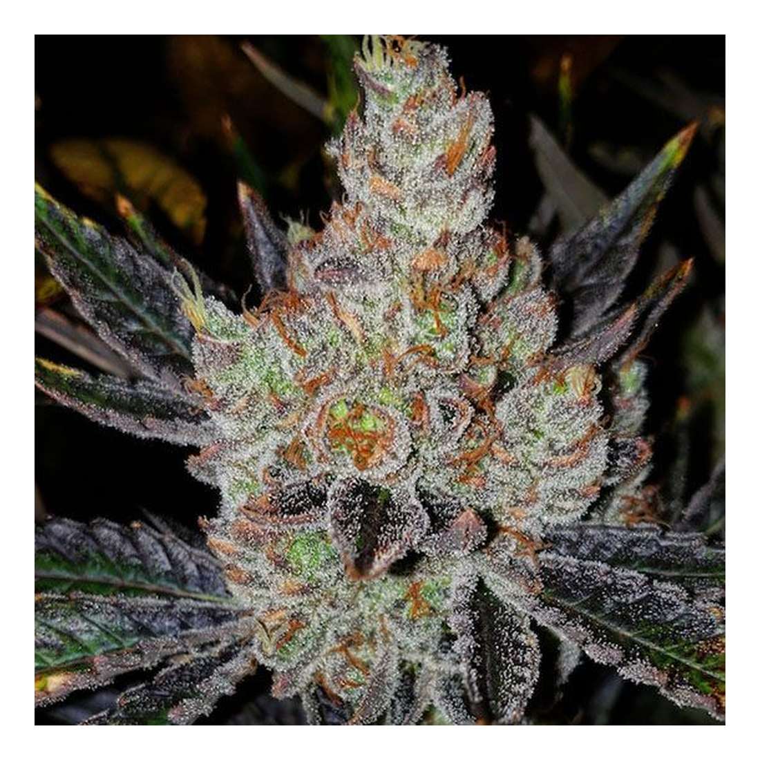 10th Planet R1 - Ethos Genetics