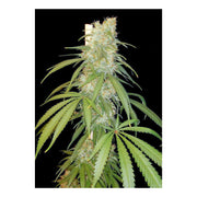 Amsterdam Amnesia - 3 Samen