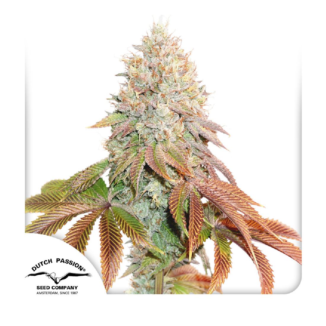 Auto Banana Blaze - 3 Samen - Dutch Passion