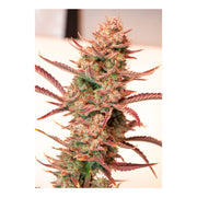 Auto Banana Blaze - 3 Samen - Dutsch Passion