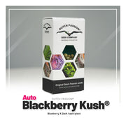 Auto Blackberry Kush® - Dutch Passion