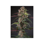 Auto Blackberry Kush® - Dutch Passion