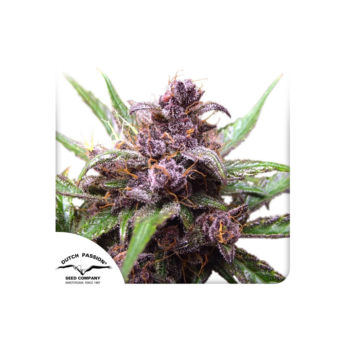 Auto Blackberry Kush® - Dutch Passion