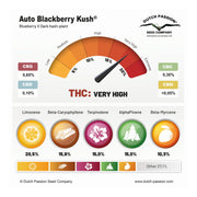 Auto Blackberry Kush®- Terpene