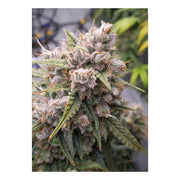 Auto Cinderella Jack 