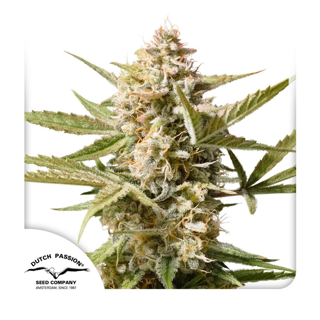 Auto Cinderella Jack 