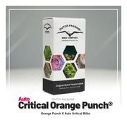 Auto Critical Orange Punch - Dutch Passion Seed Company