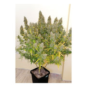 Auto Critical Orange Punch - Dutch Passion  Cannabissamen