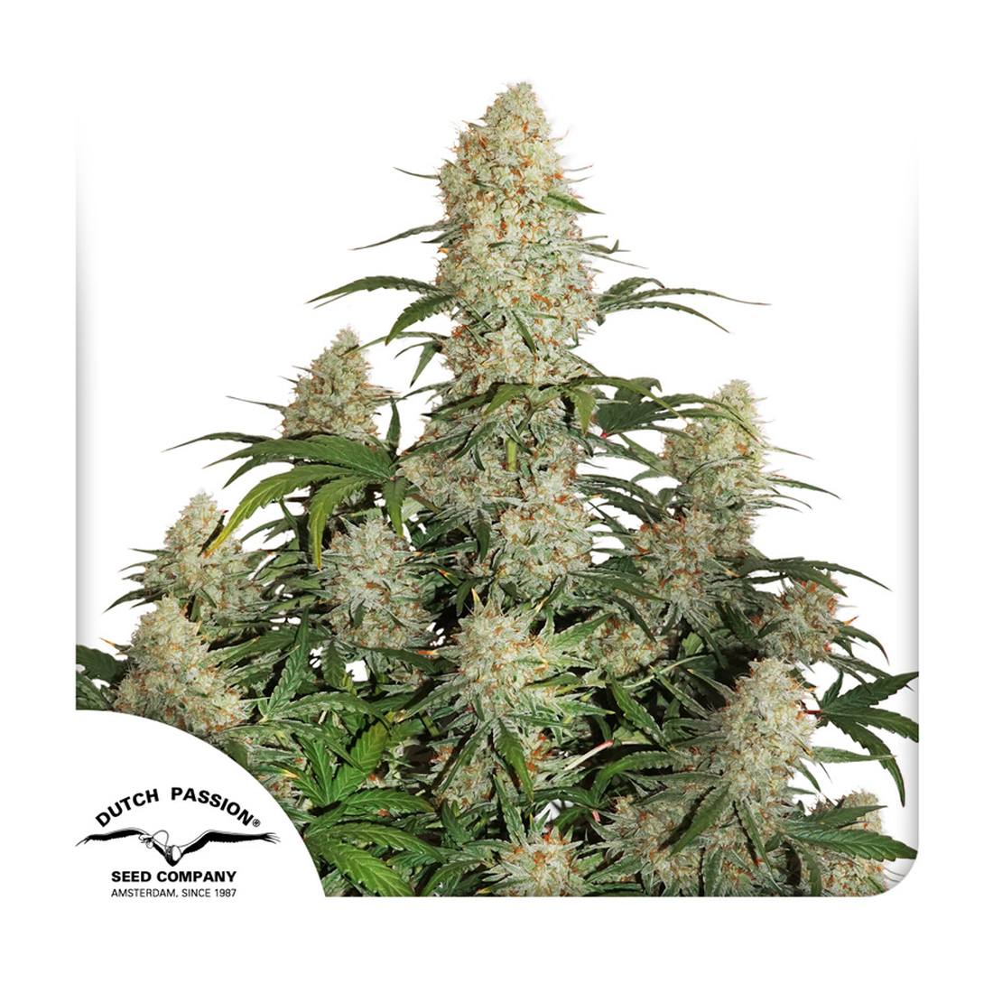 Auto Critical Orange Punch - Dutch Passion Hanfsamen