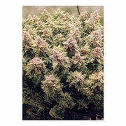 Auto Euforia - 3 Cannabissamen von Dutch Passion
