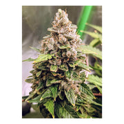 Auto Euforia - 3 Cannabissamen von Dutch Passion
