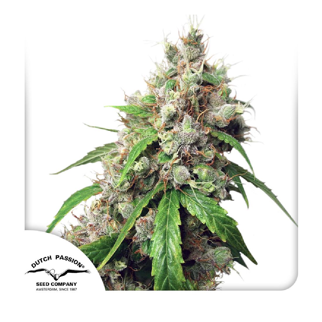 Auto Euforia - 3 Cannabissamen von Dutch Passion

