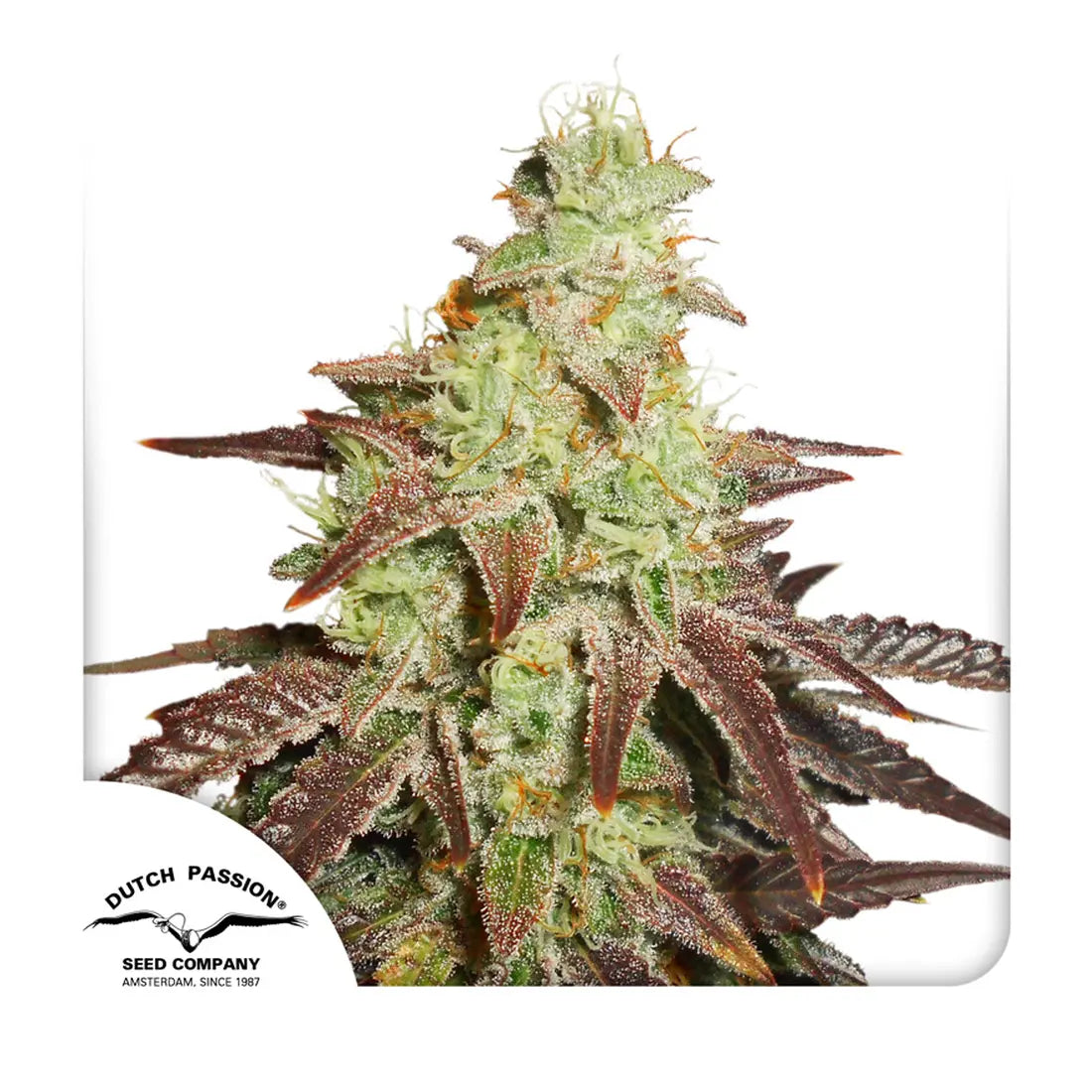Auto Night Queen - Dutch Passion Samen