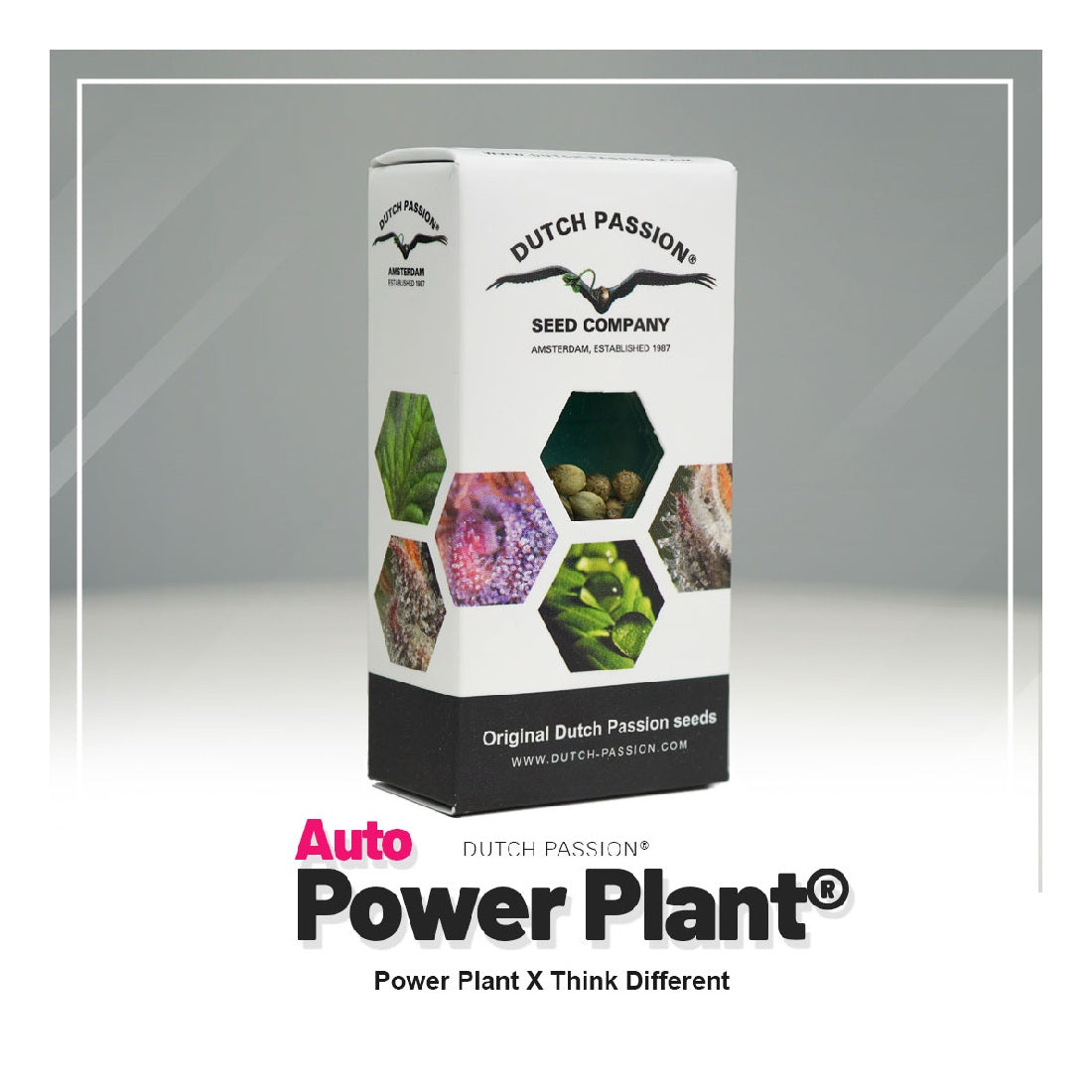 Auto Power Plant - Dutch Passion - 3 Samen