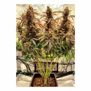 Auto Power Plant - Dutch Passion - 3 Samen