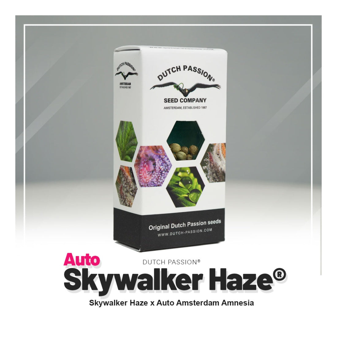 Auto Skywalker Haze - Dutch Passion  Hanfsamen
