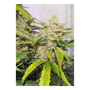 Auto Skywalker Haze - Dutch Passion  3 Cannabissamen