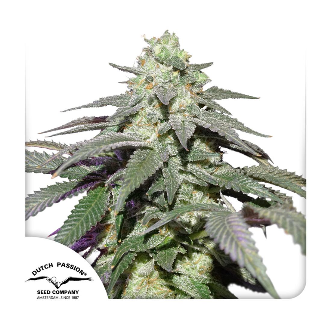 Auto Skywalker Haze - Dutch Passion  Hanfsamen