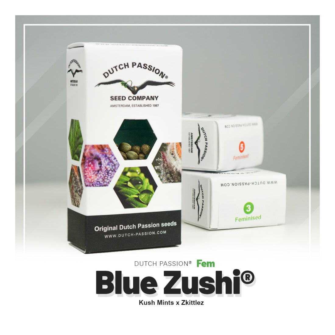 Blue Zushi - Dutch Passion Hanfsamen