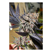 Blueberry - Dutch Passion Cannabissamen