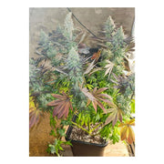 Blueberry - Dutch Passion - 3 Samen