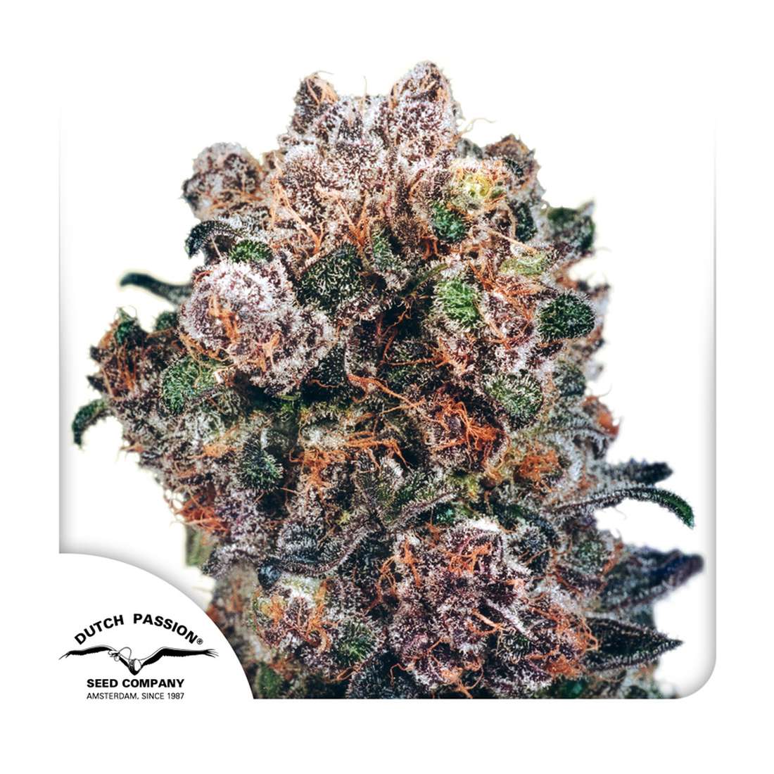 Blueberry - Dutch Passion Hanfsamen