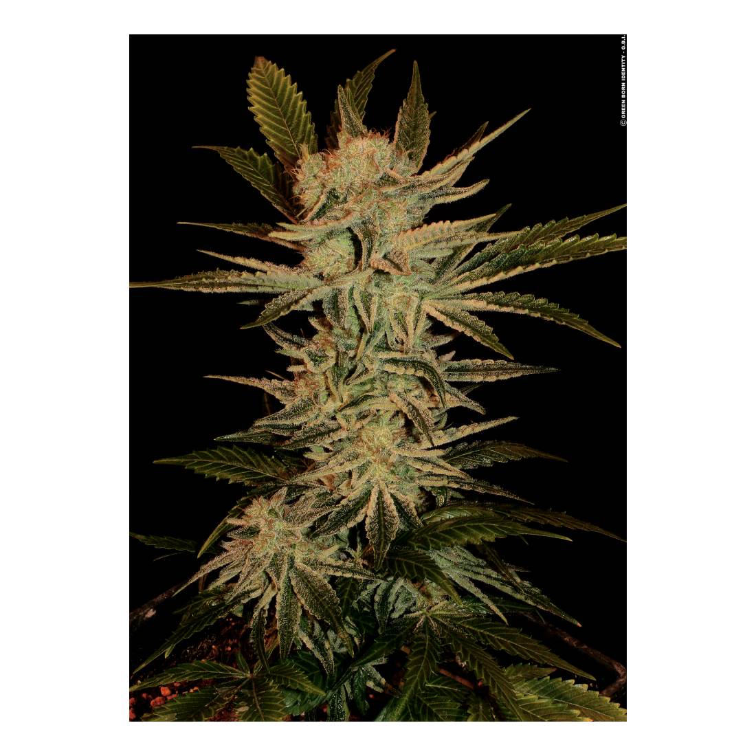 Serious Seeds GrowMax