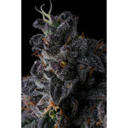 Eye Candy Line - Bullz Eye - 7 Samen