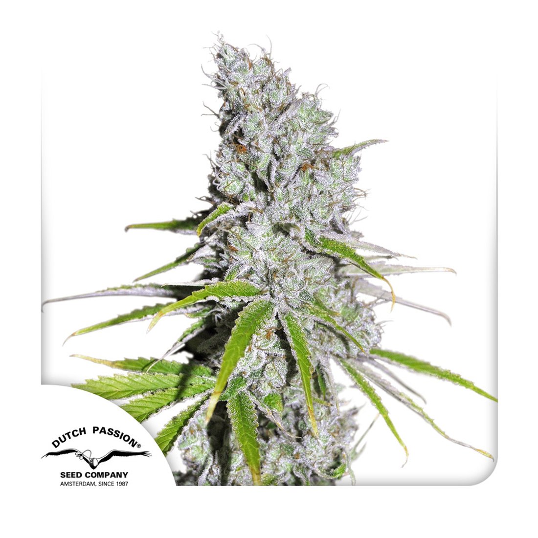 CBD Skunk Haze - 3 Samen
