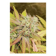 Critical Orange Punch - Dutch Passion