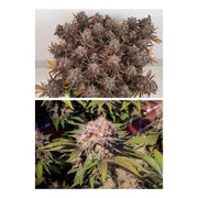 Critical Orange Punch - Dutch Passion